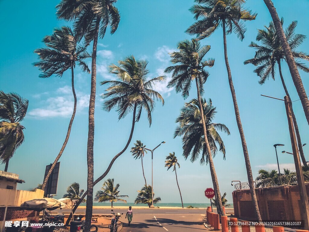 海滨椰树