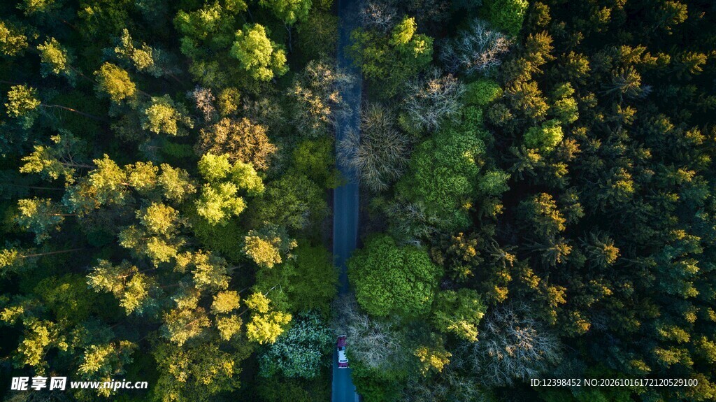 俯瞰林间蜿蜒公路