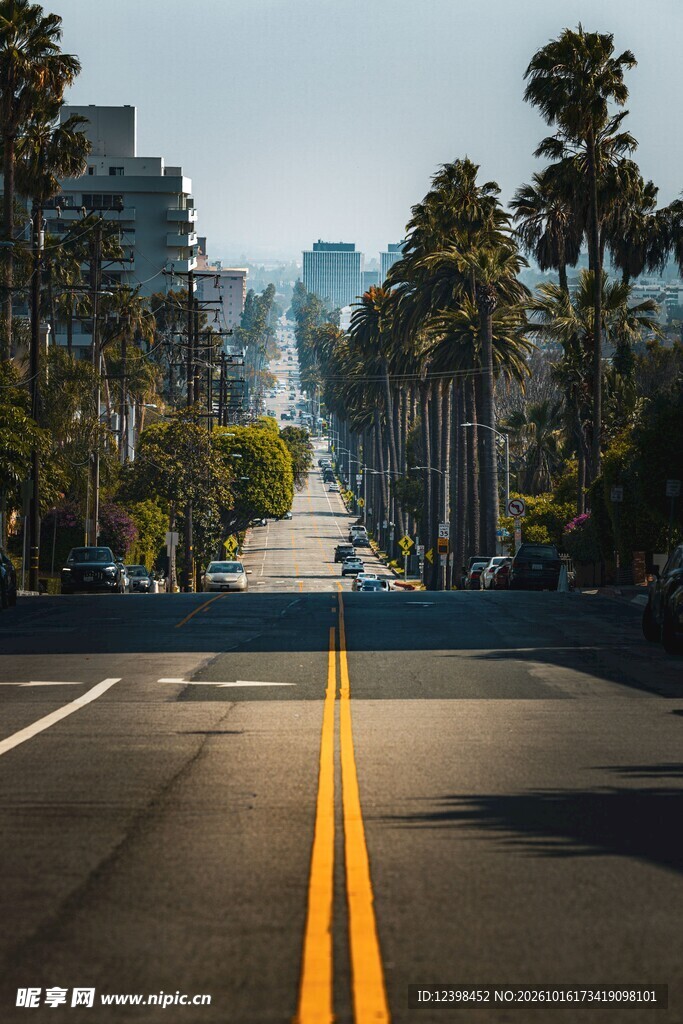 棕榈树城市公路街景