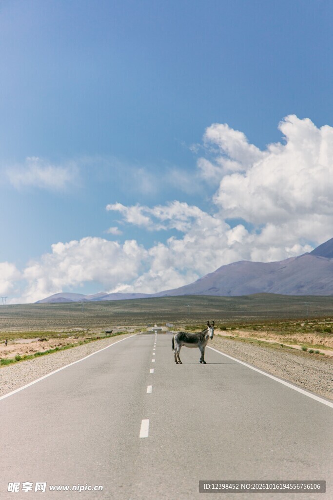 荒漠公路上的野马