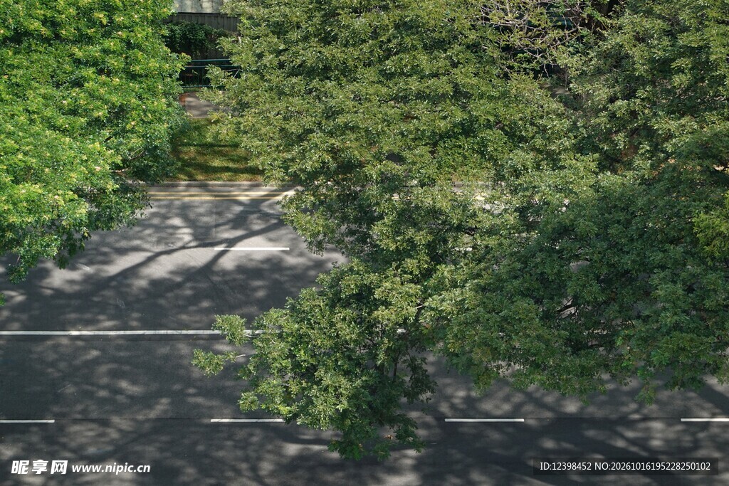 树影斑驳的林间公路