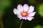 清新粉白格桑花