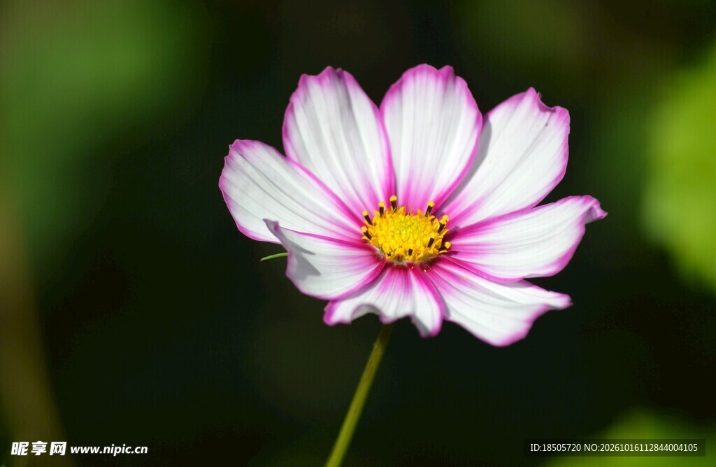 清新粉白格桑花