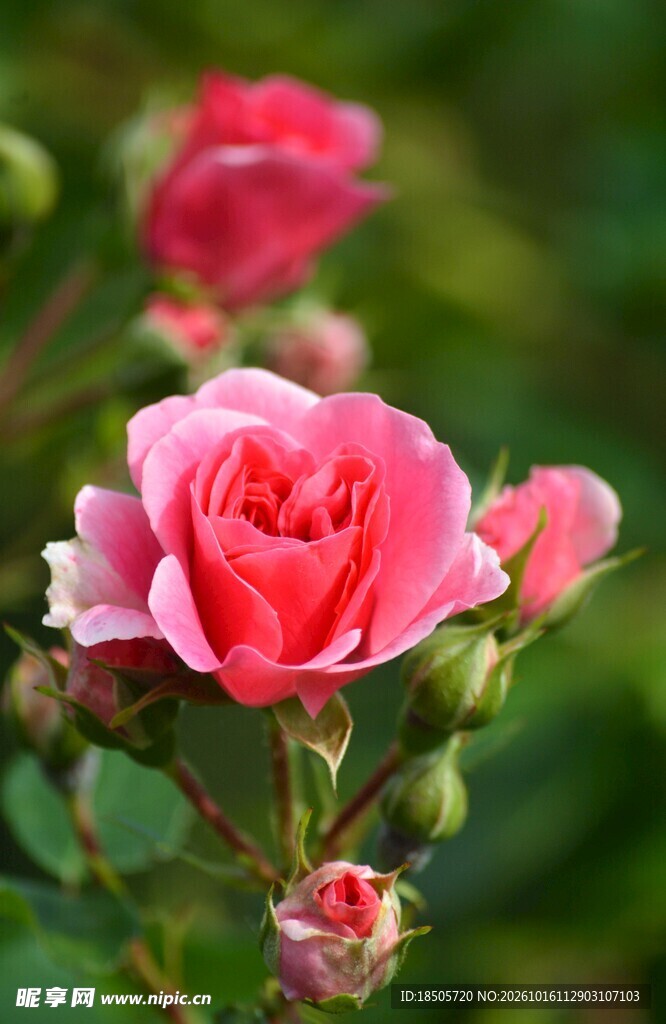 粉色月季花特写