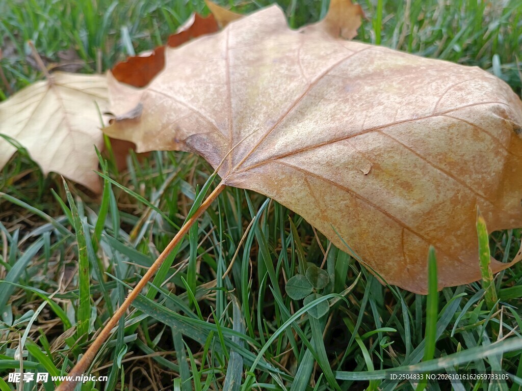 草地上的干枯落叶