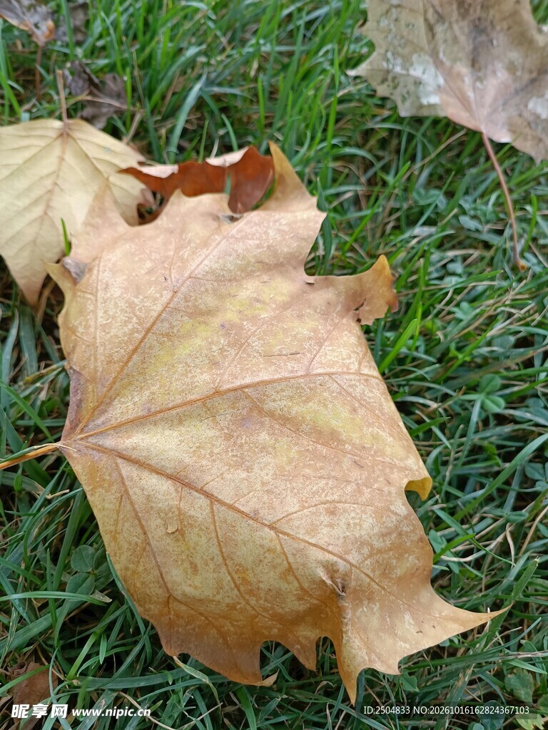 草地上的枯黄落叶