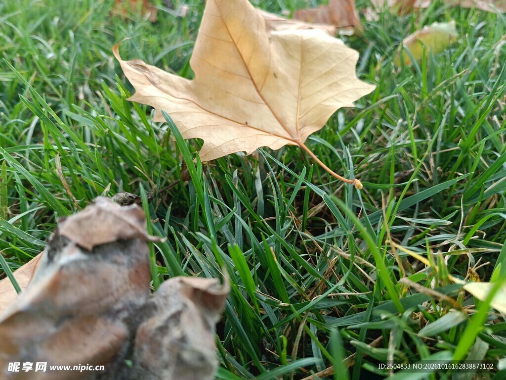 草地上的梧桐落叶