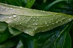 绿叶上的晶莹水珠