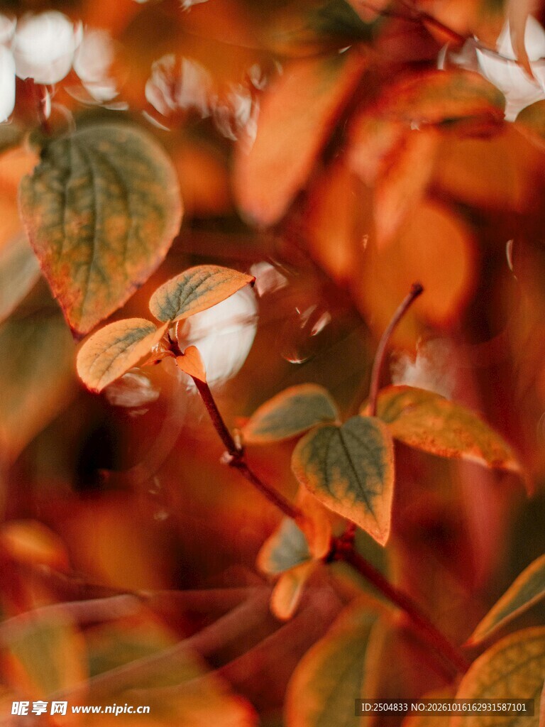 秋日暖调枝叶特写