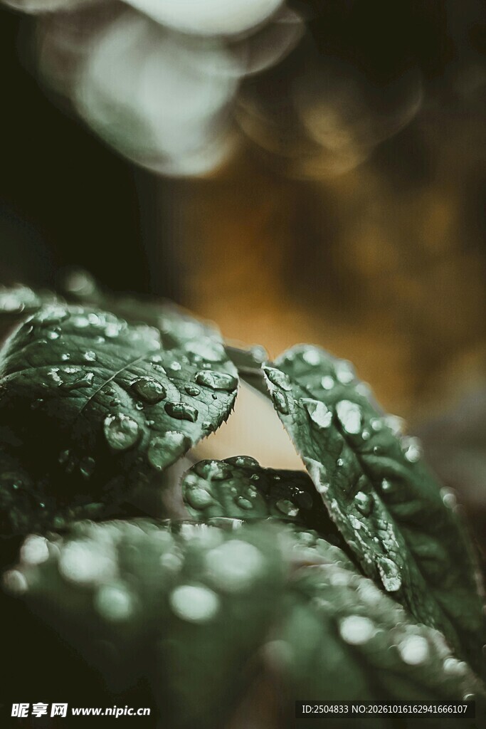 绿叶水珠朦胧特写