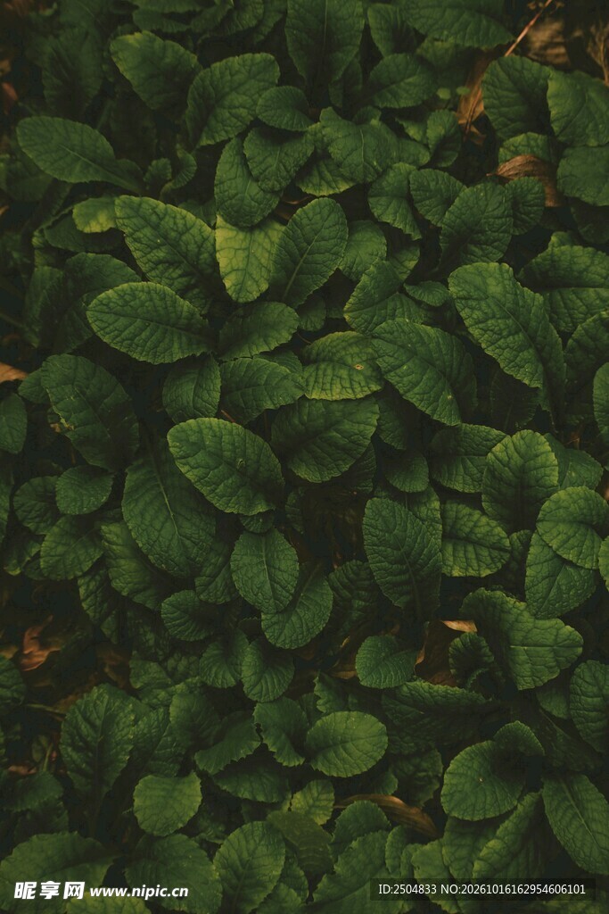 密集绿叶自然植被