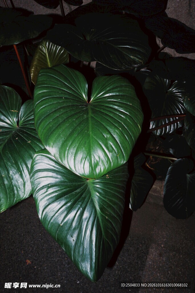 心形大叶绿植叶片特写