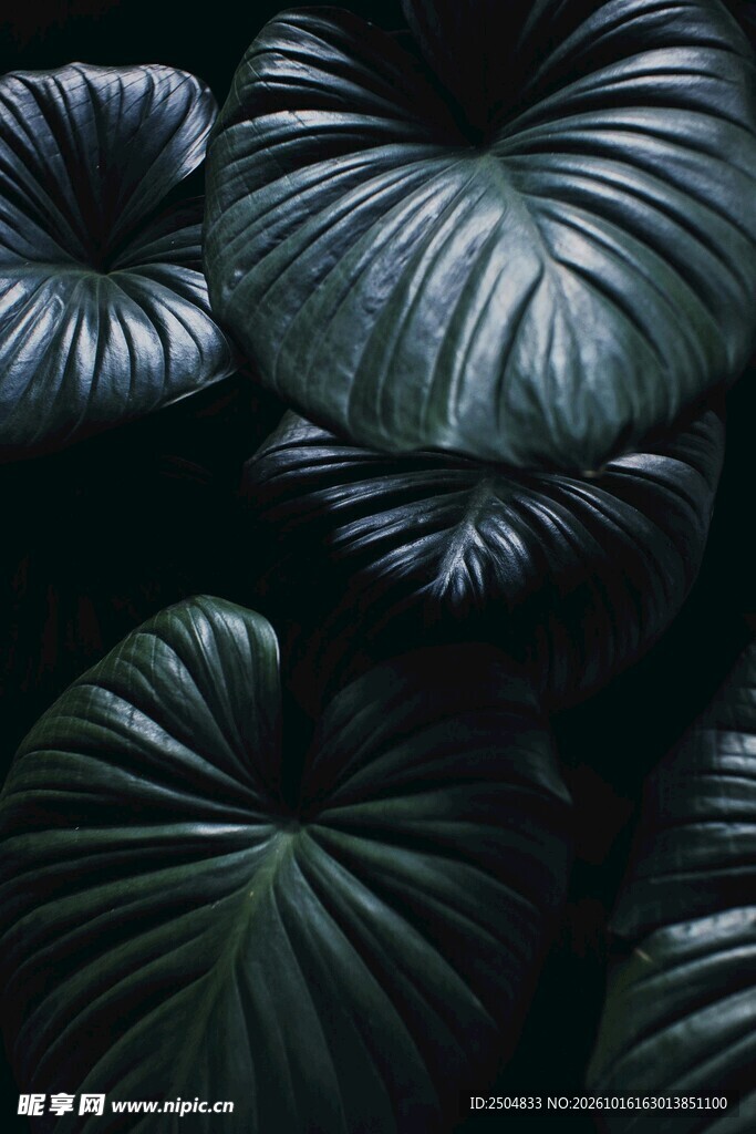 暗调绿植叶片特写