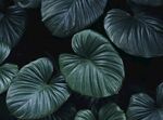 暗调绿植叶片特写