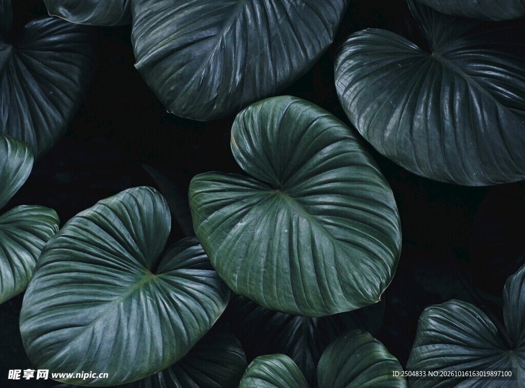 暗调绿植叶片特写
