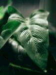 绿植叶片光影特写
