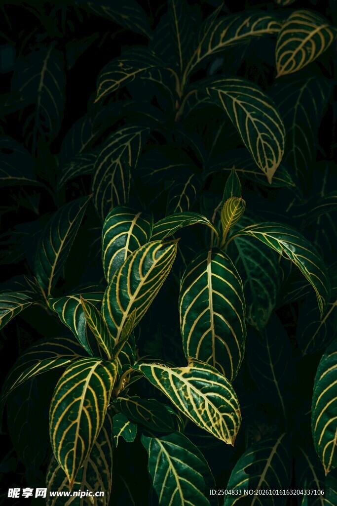 暗调绿植叶片特写