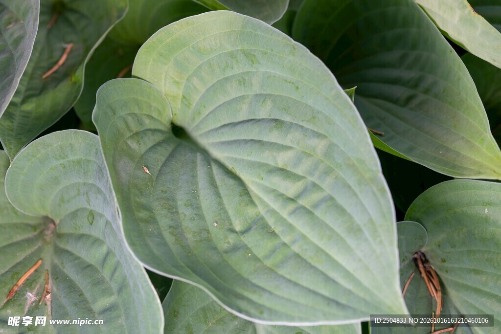 大叶绿植叶片特写