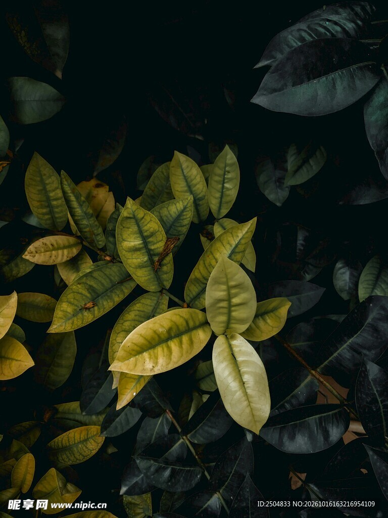暗调光影绿植叶片特写