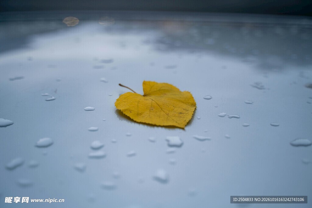 雨天玻璃上的银杏落叶