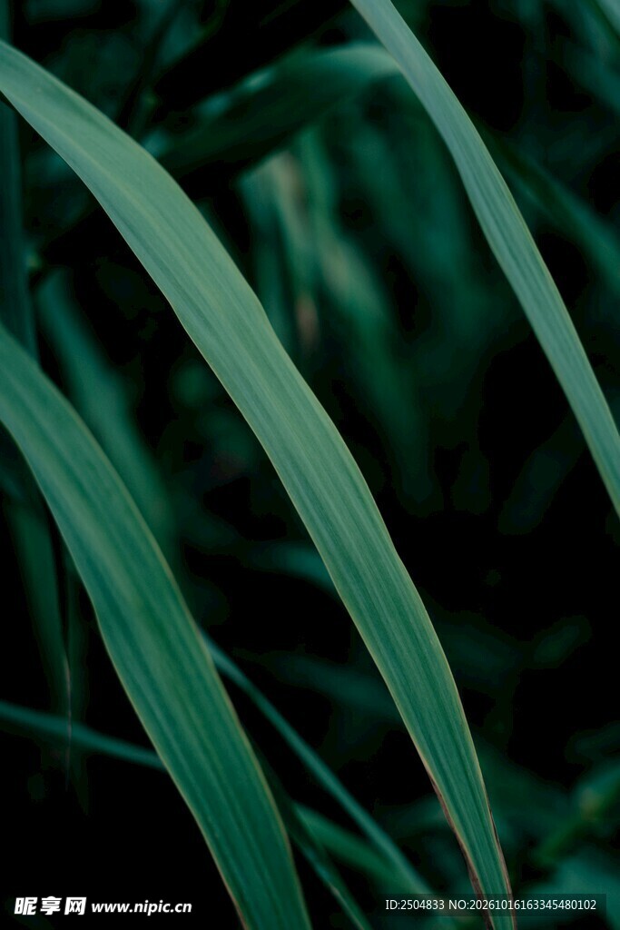 暗调深绿草叶特写