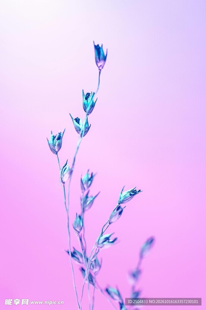 梦幻粉紫调朦胧植物