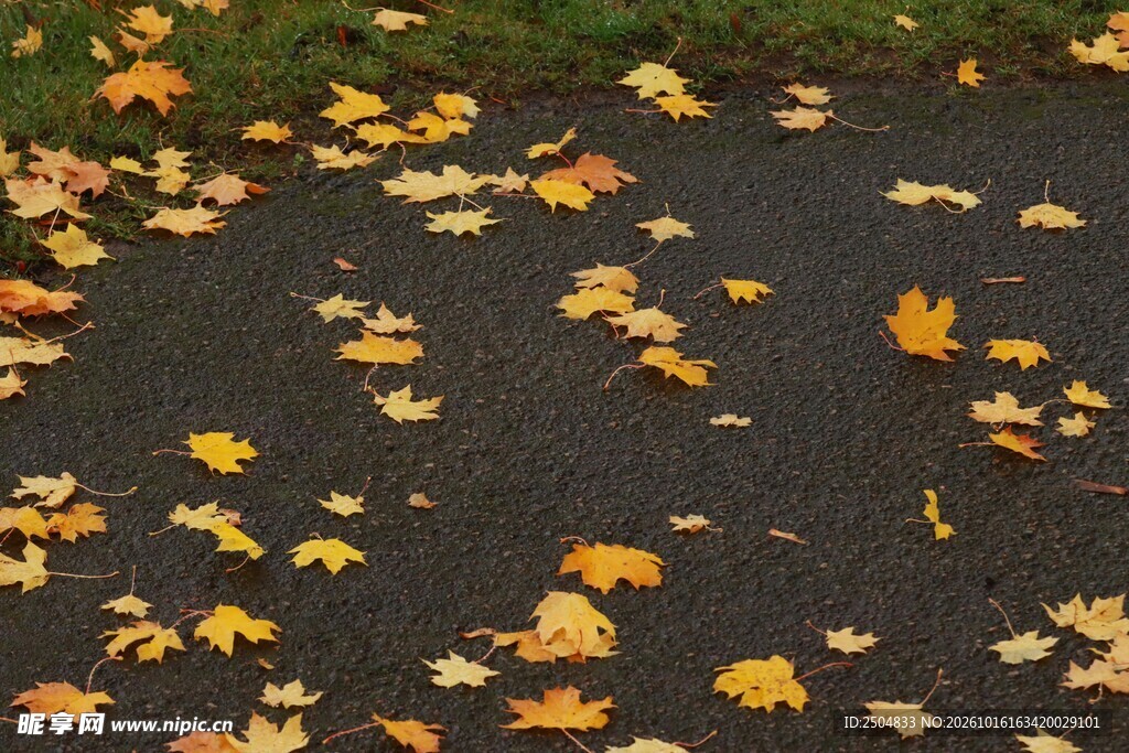 秋日路面散落黄叶