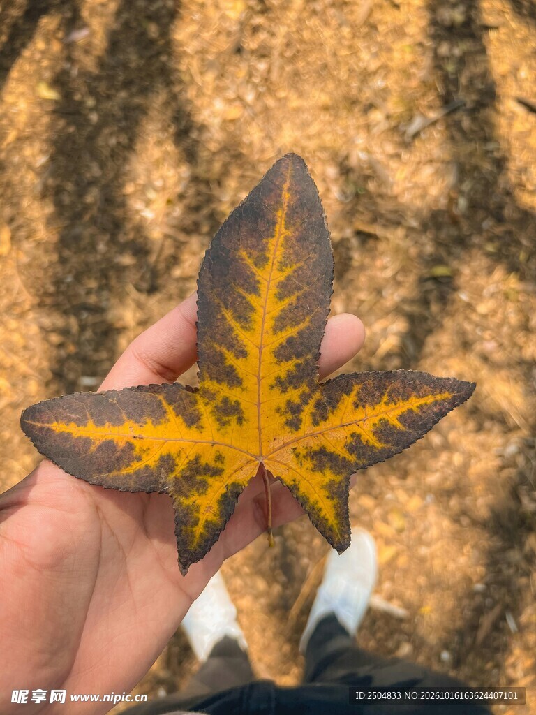 手托掌形特色秋叶