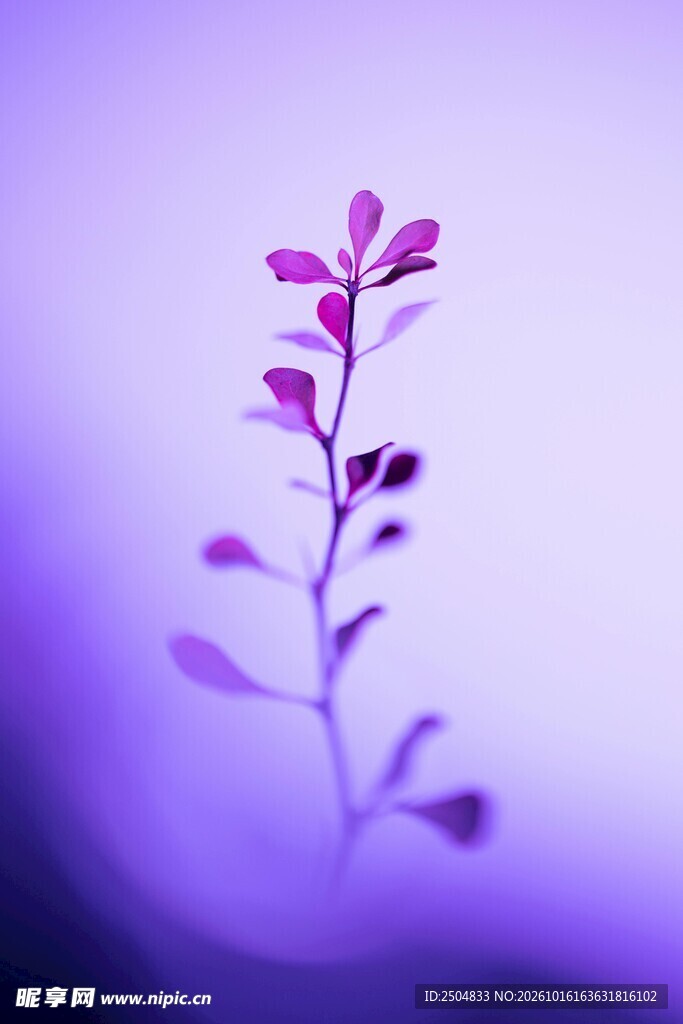 紫调朦胧植物剪影
