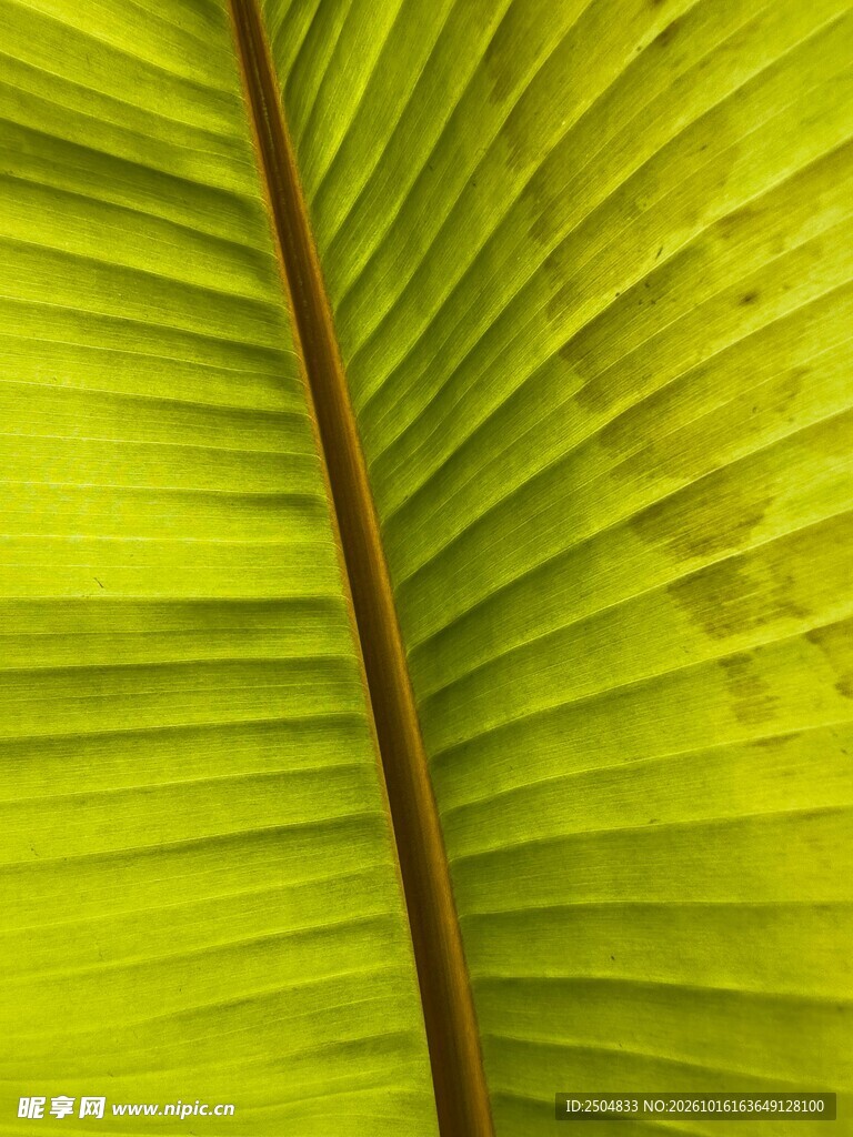 黄绿色叶脉纹理特写