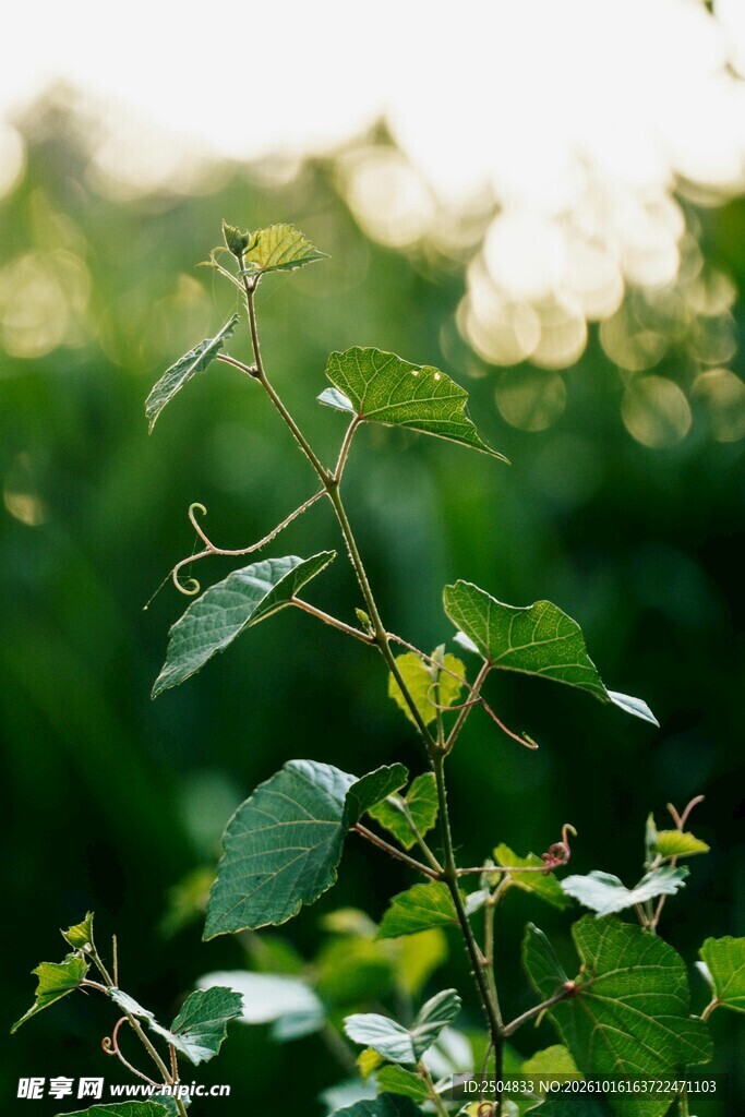 野生藤蔓绿植特写