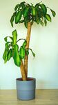 室内落地绿植盆栽