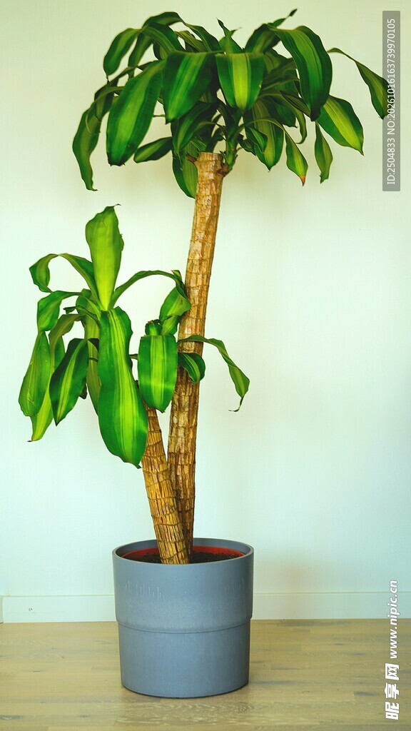 室内落地绿植盆栽