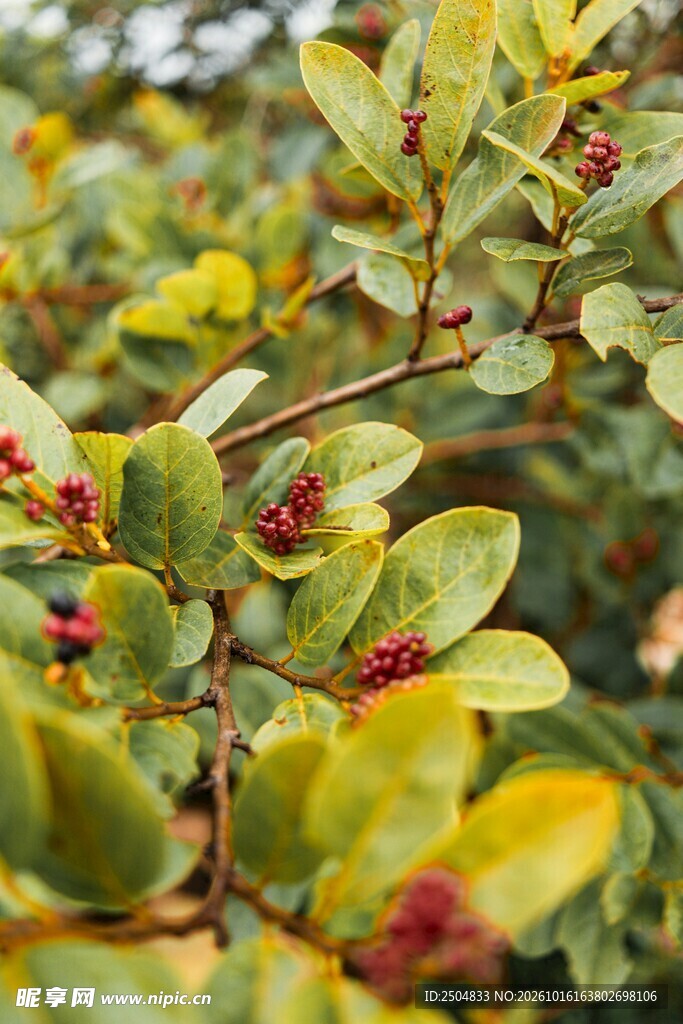 绿植红果枝叶特写