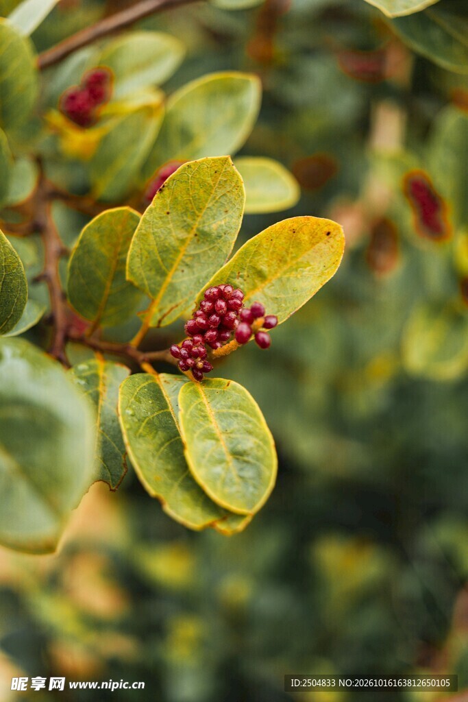 红蕊绿叶植物特写