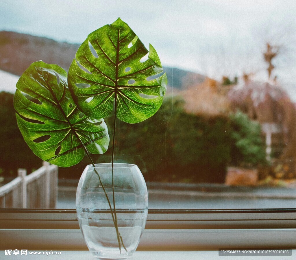 窗边龟背竹瓶插