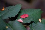 绿叶上的散落花瓣