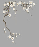 梅花 花枝