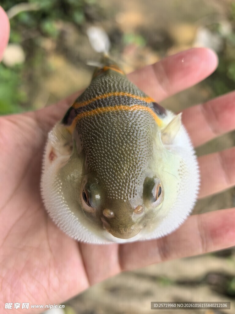 河豚