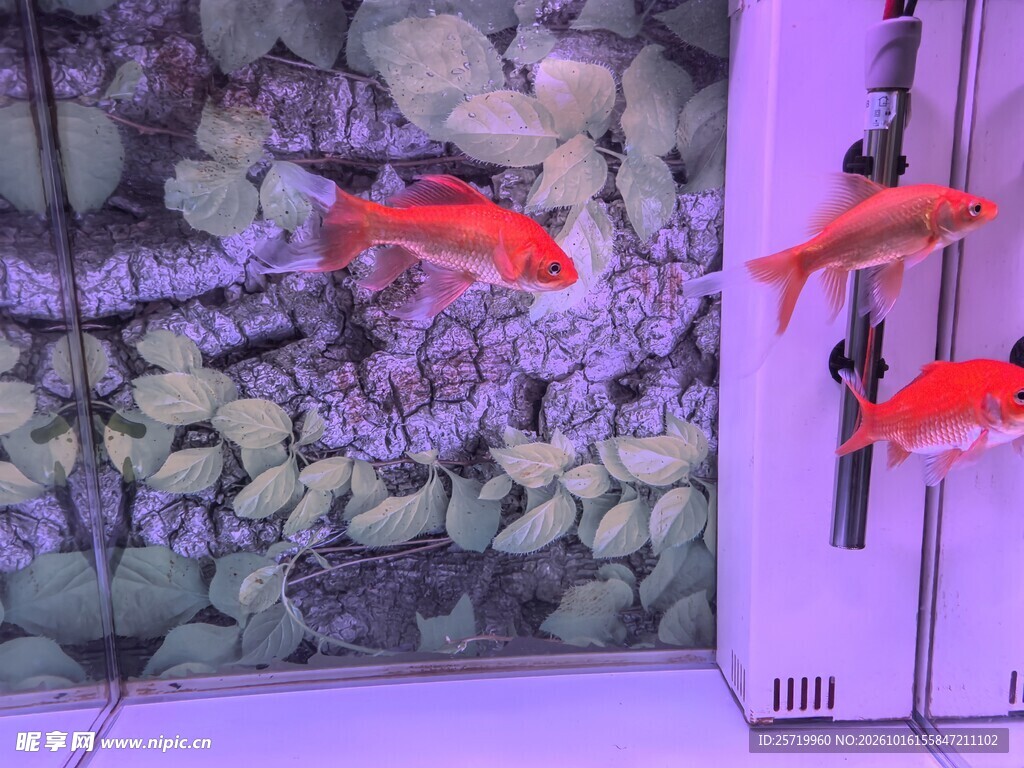 锦鲤