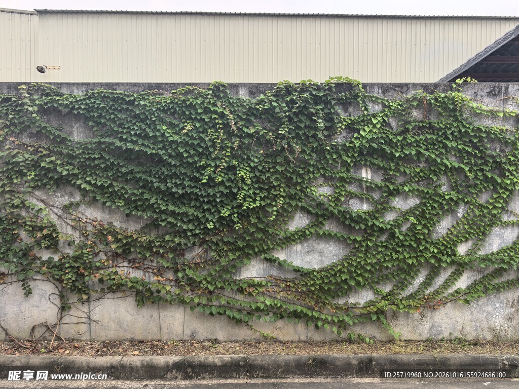 爬山虎