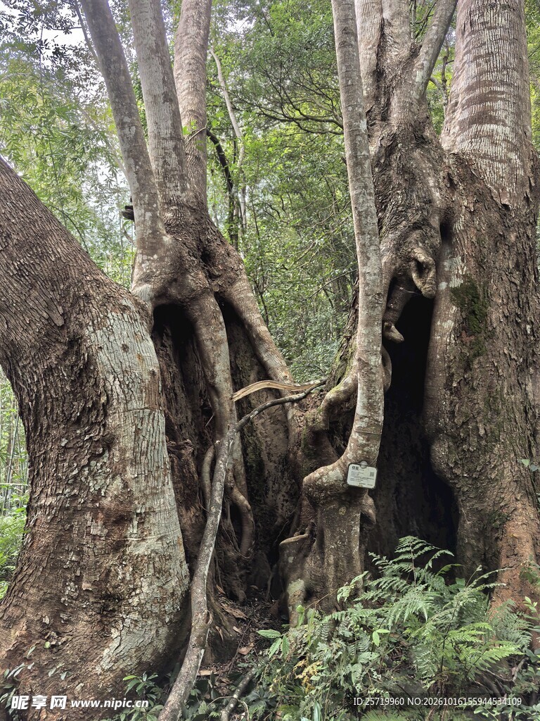 任豆树王