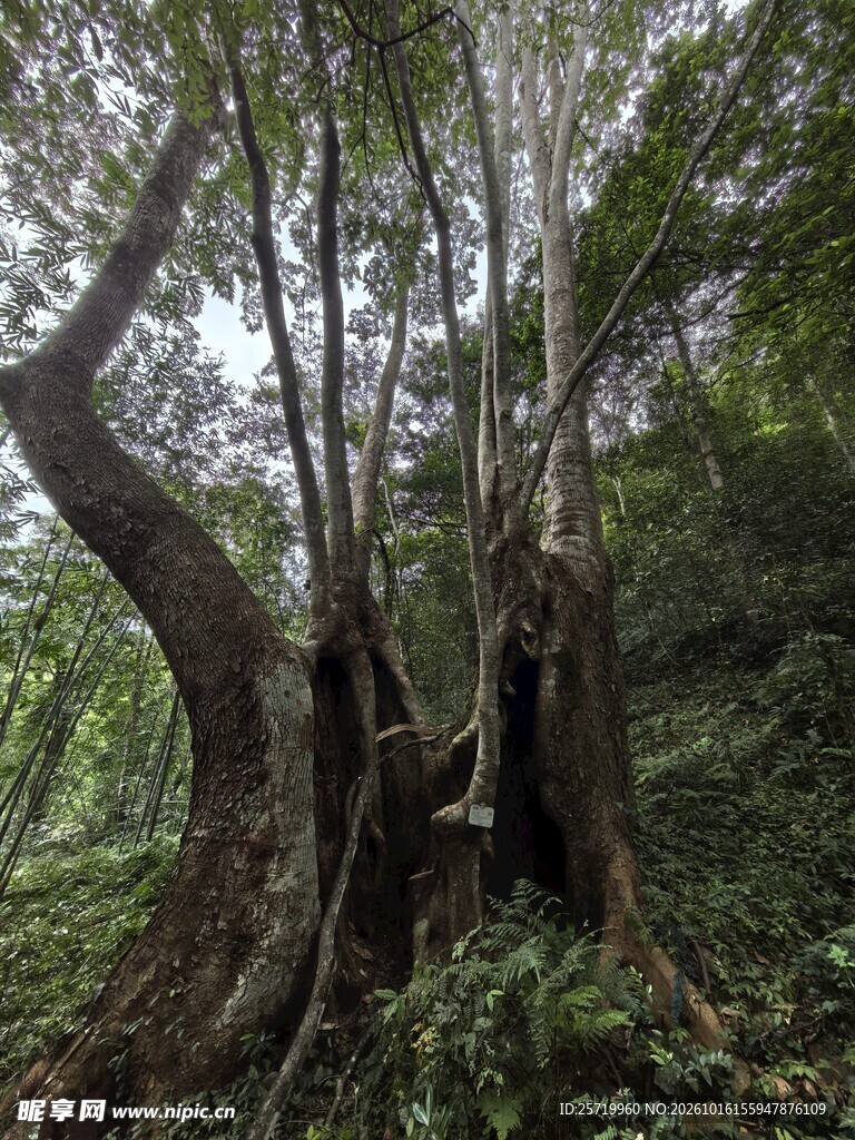 任豆树王