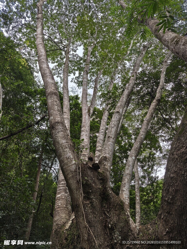 任豆树王