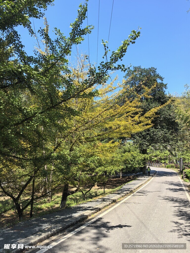 银杏