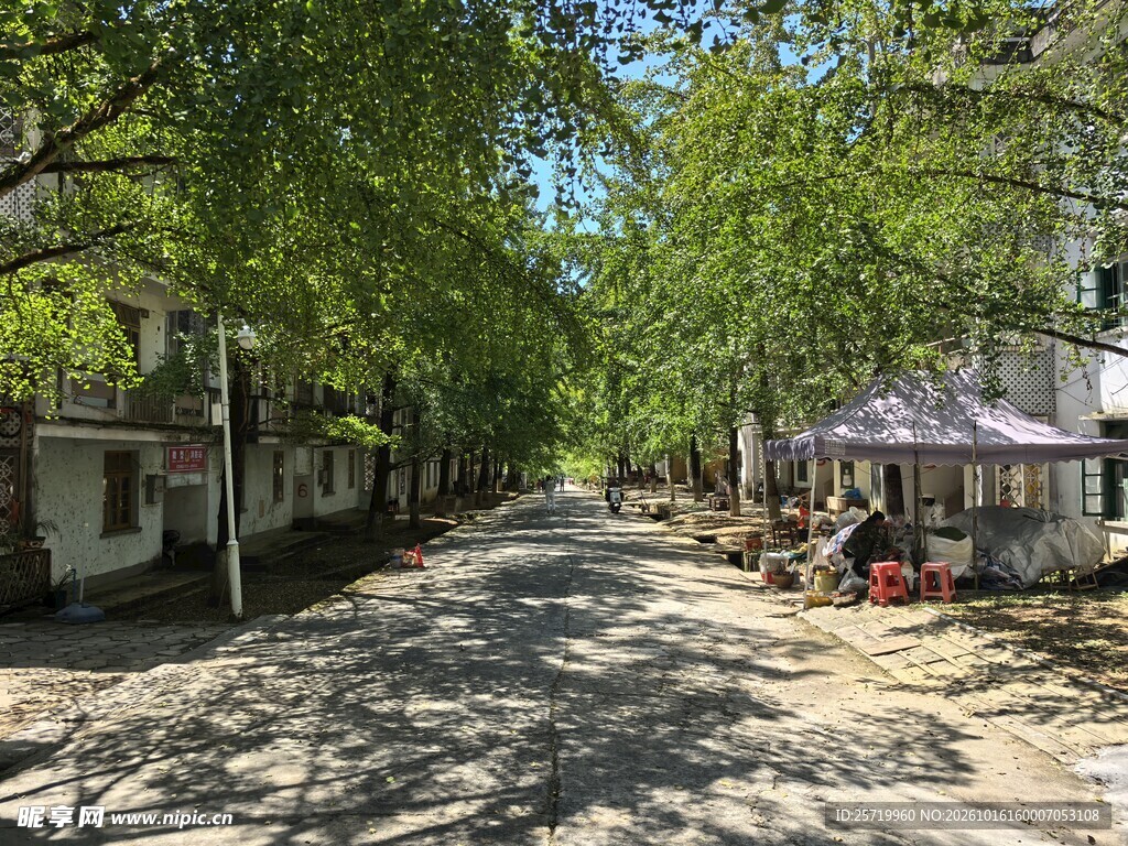 银杏