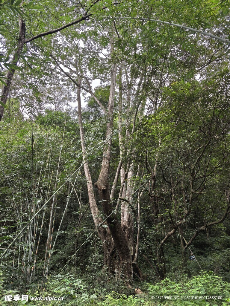 任豆树王