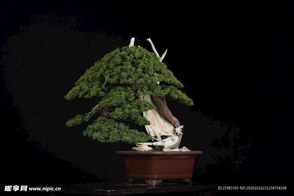 盆景