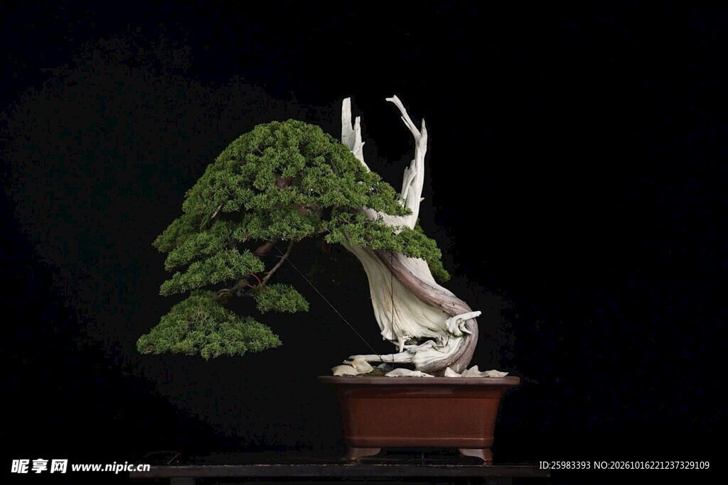 盆景