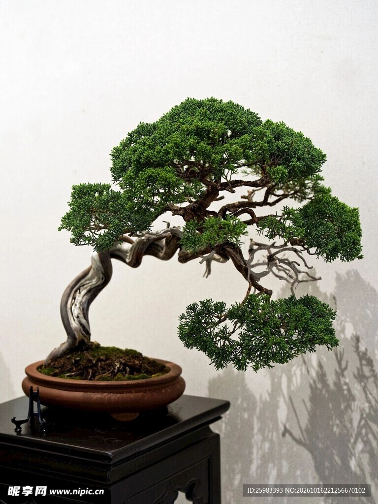 盆景